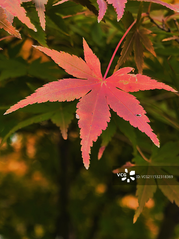 树上枫叶的特写镜头图片素材