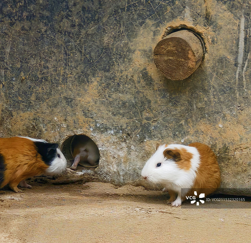 鼠类的美丽鼠图片素材