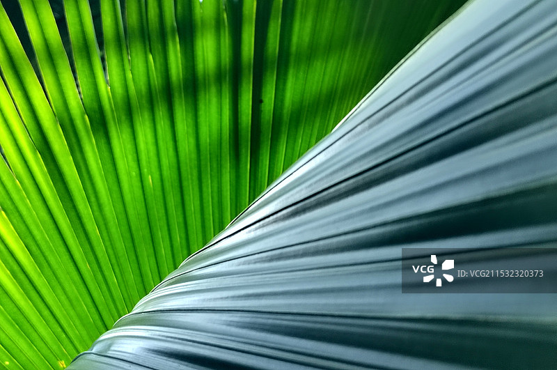 棕榈树叶特写镜头3图片素材