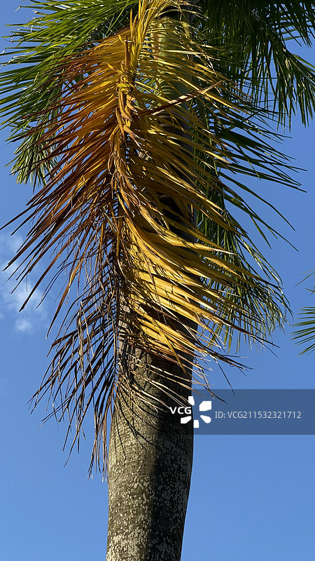 棕榈树图片素材