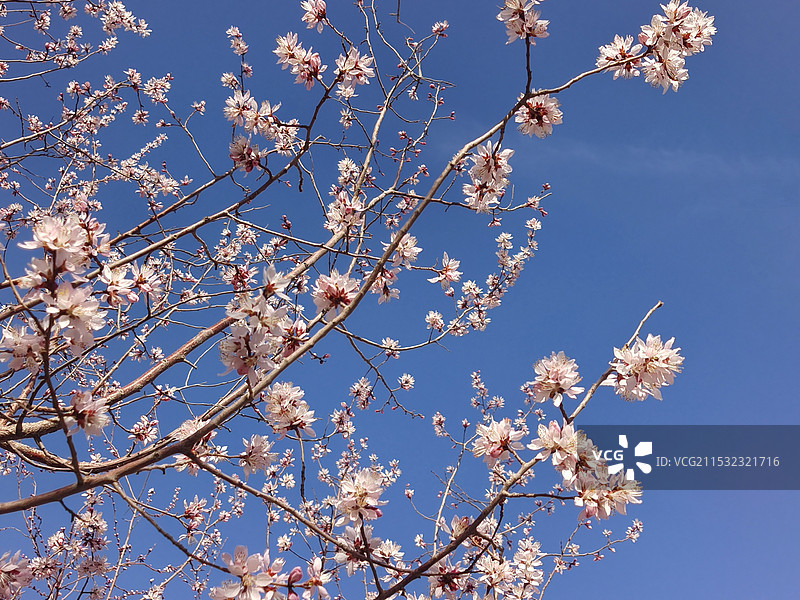 杏花开天蓝蓝图片素材