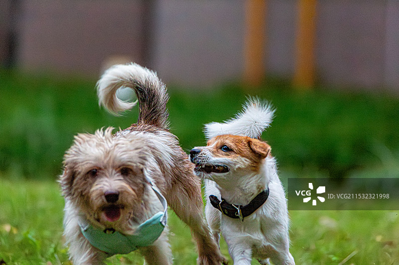 两只小狗图片素材