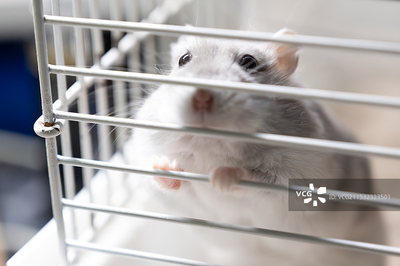 笼子里的老鼠特写镜头图片素材