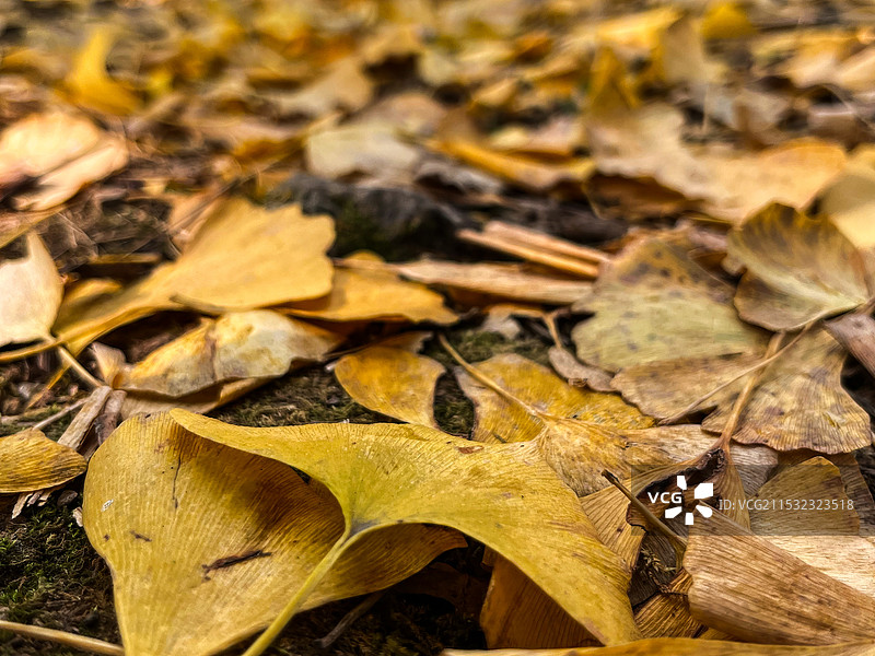 枫叶的高角度视野图片素材