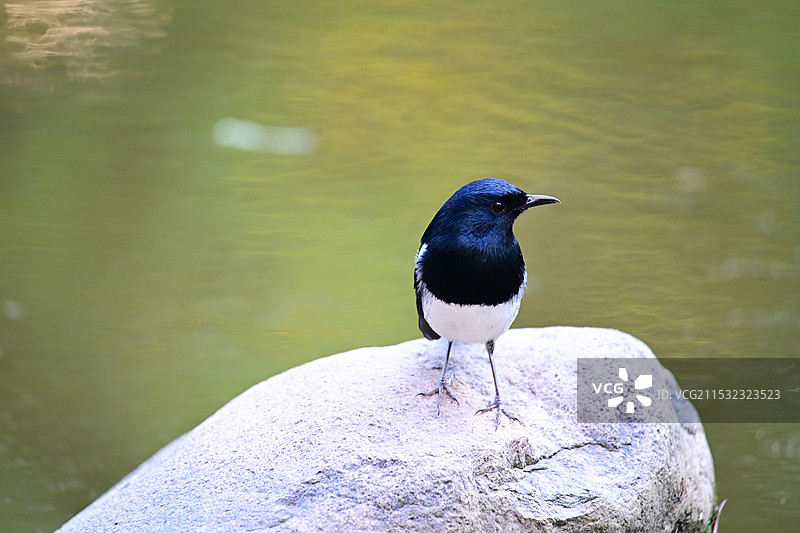 鹊鸲在水边图片素材