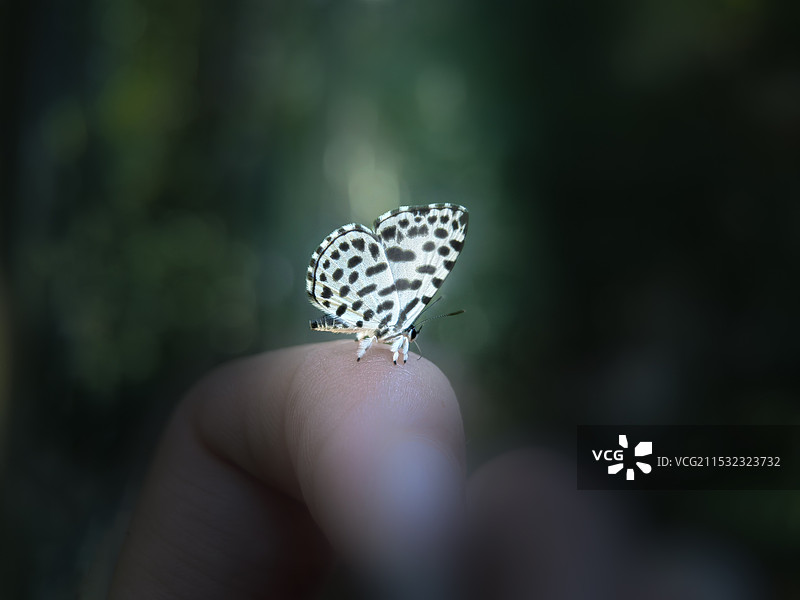 蚜灰蝶图片素材