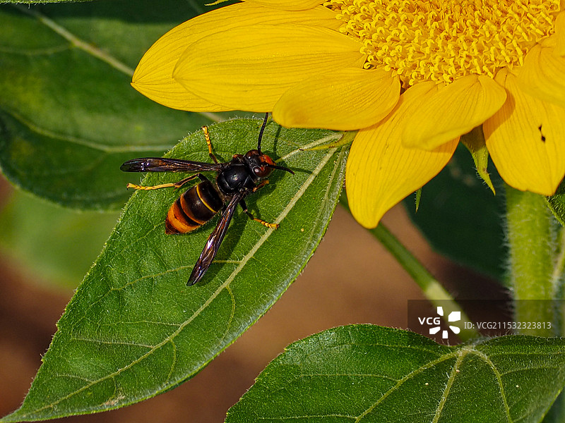 蜜蜂在黄花上的特写镜头图片素材