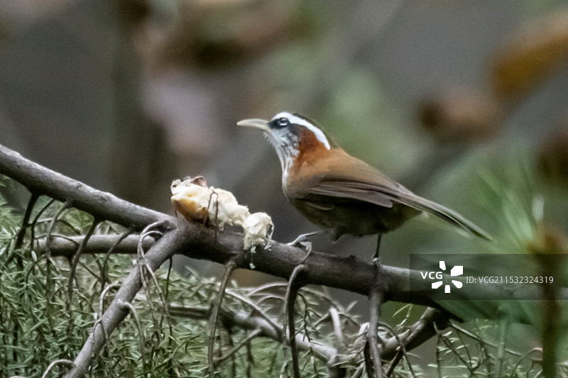 棕颈钩嘴鹛图片素材