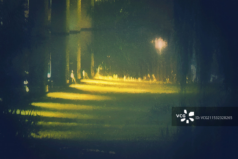 夜晚森林里的树木图片素材