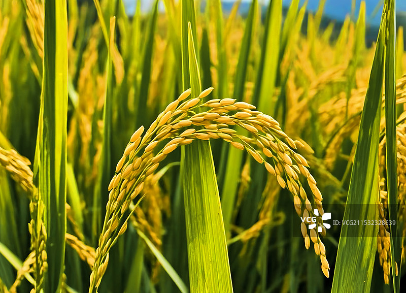 稻田里的水稻图片素材