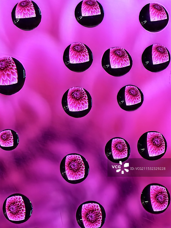 粉红色背景下的水珠花特写镜头图片素材