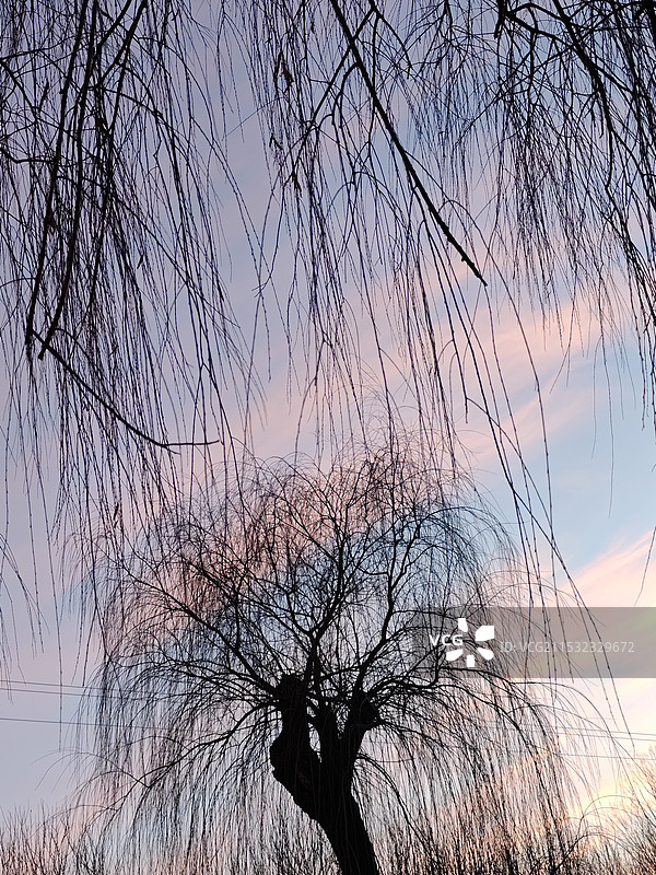 冬天大寒节气，莒县，黄昏晚霞里的垂柳图片素材