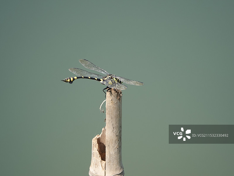 湖边竹棍上的霸王叶春蜓图片素材