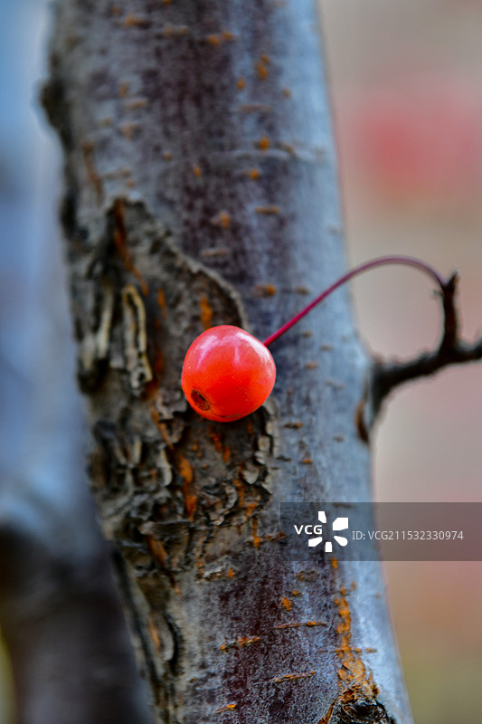 初冬小区树上的红果图片素材