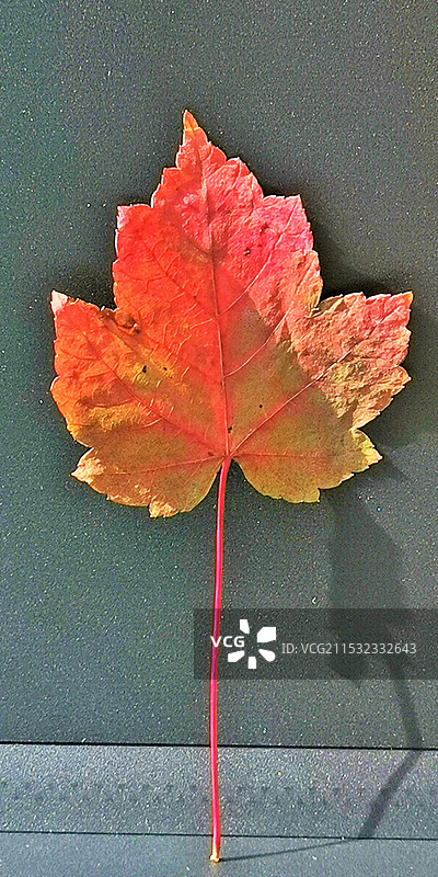 秋叶书签（竖幅）图片素材