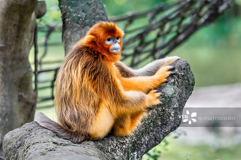 金丝猴图片素材