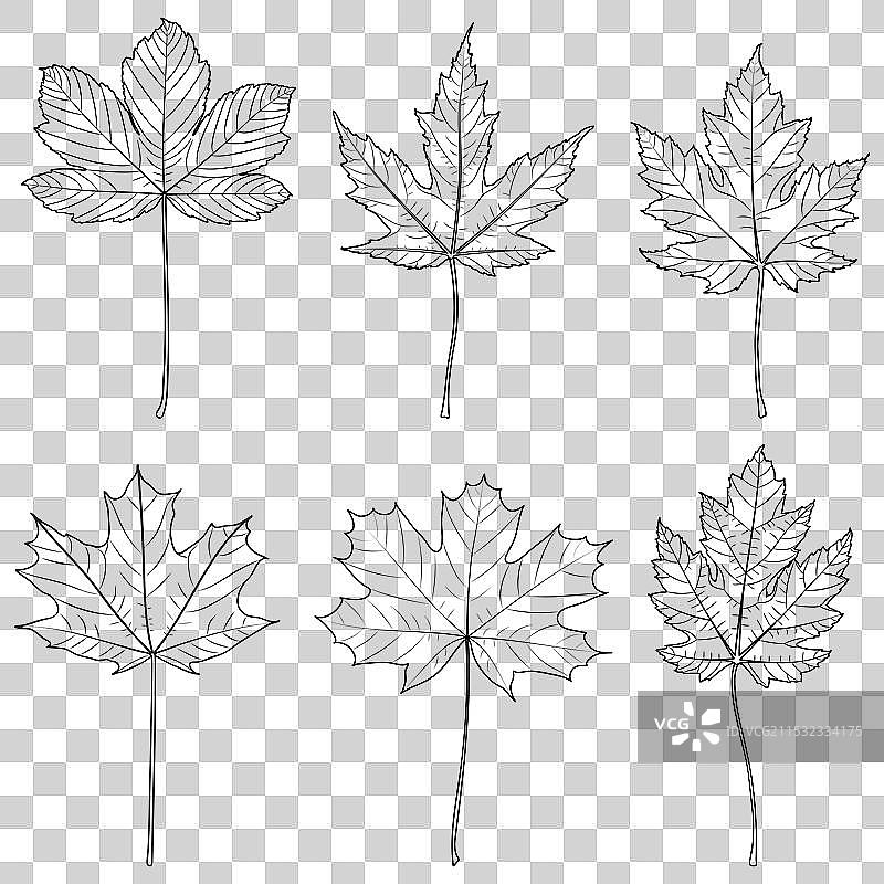 枫树轮廓叶子图片素材
