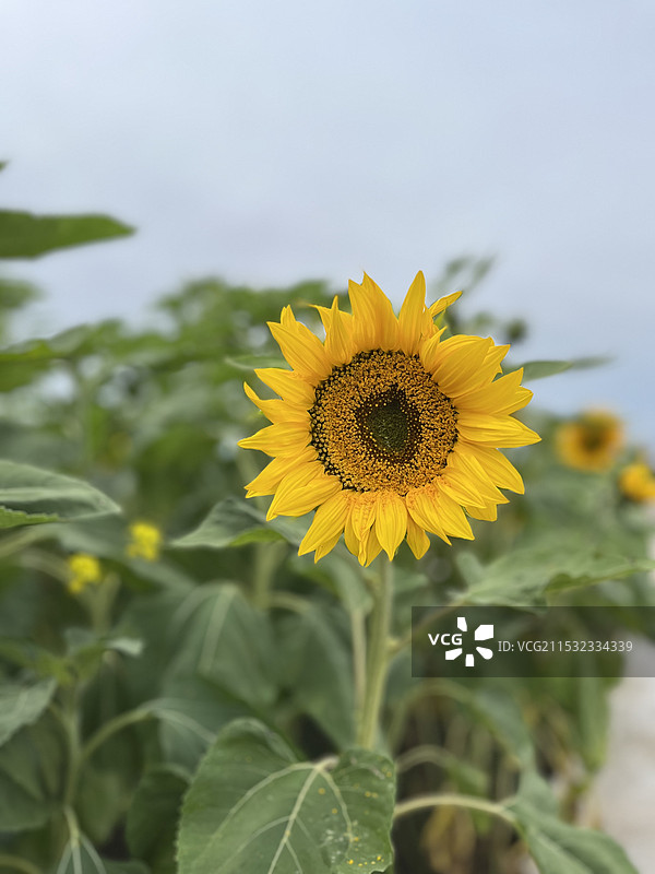 天空下盛开的向日葵花海图片素材