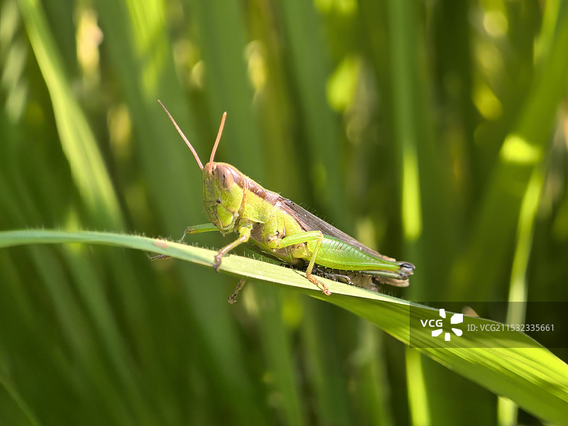 蚱蜢图片素材