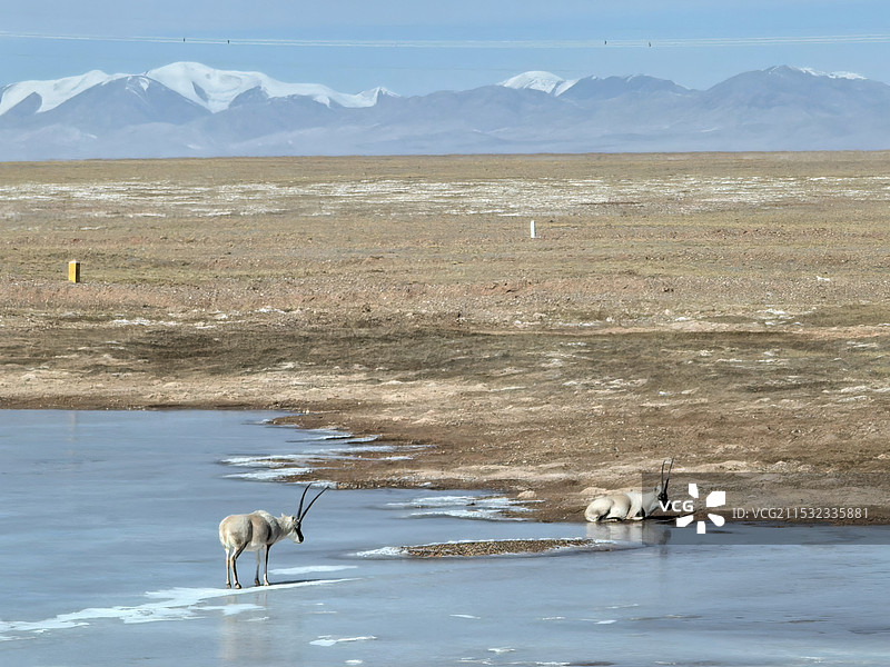 旅游日记：青海-可可西里-风景-动物图片素材