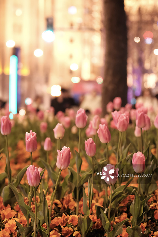 上海郁金香图片素材