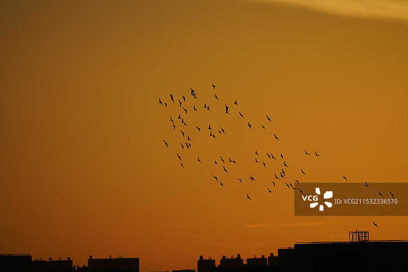 日落时鸟儿在天空中飞翔的剪影图片素材