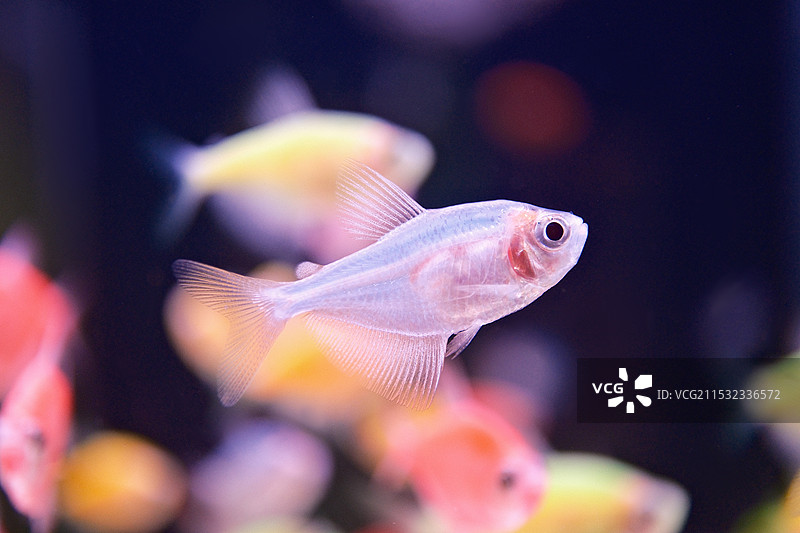 一天到晚游泳的鱼图片素材