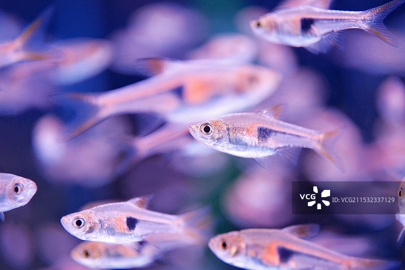 一天到晚游泳的鱼图片素材