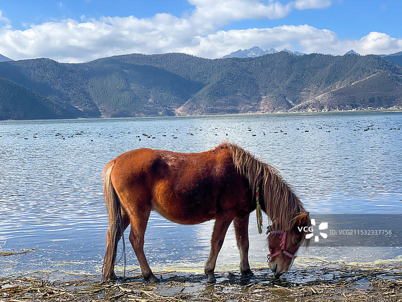 湖边的马图片素材
