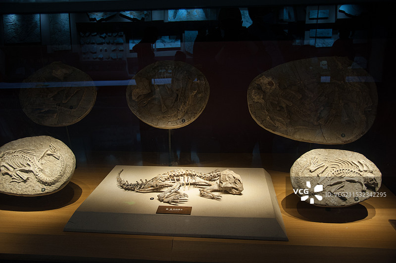 上海自然博物馆馆藏图片素材