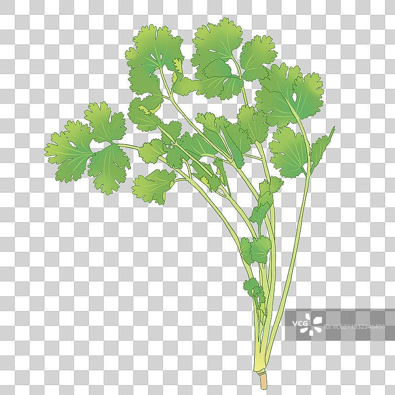 一株香菜插画图片素材