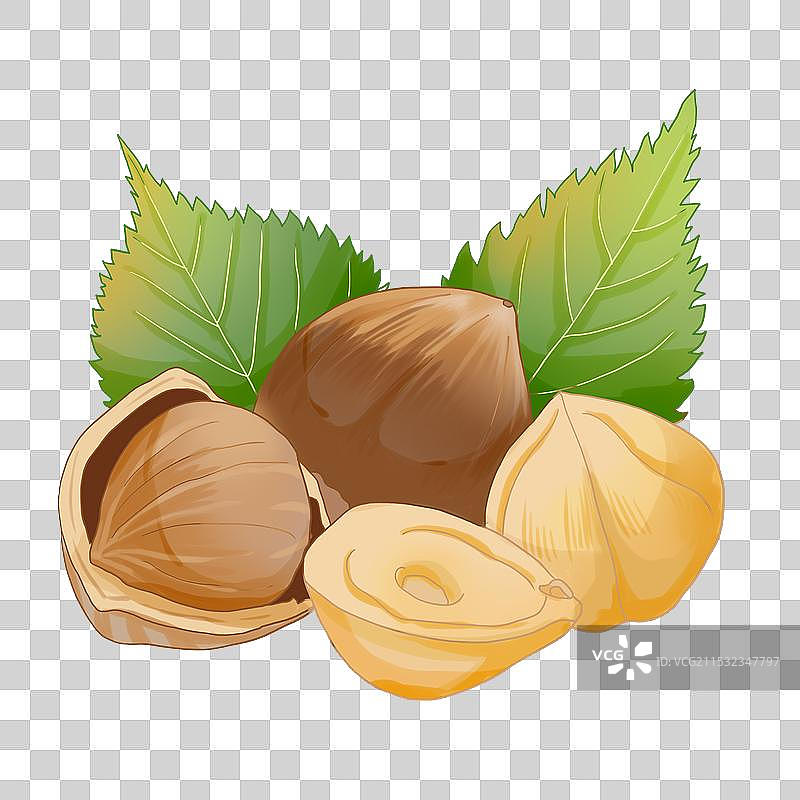 榛子手绘插画图片素材
