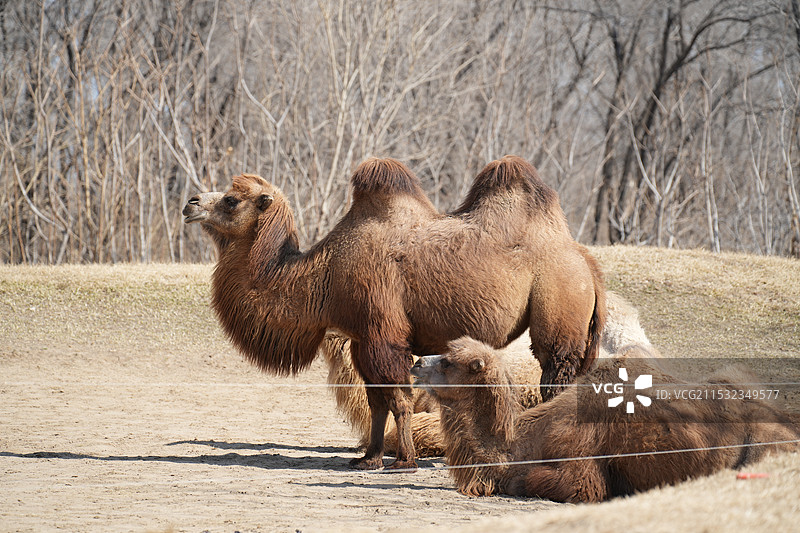 骆驼在田野上行走的侧视图图片素材