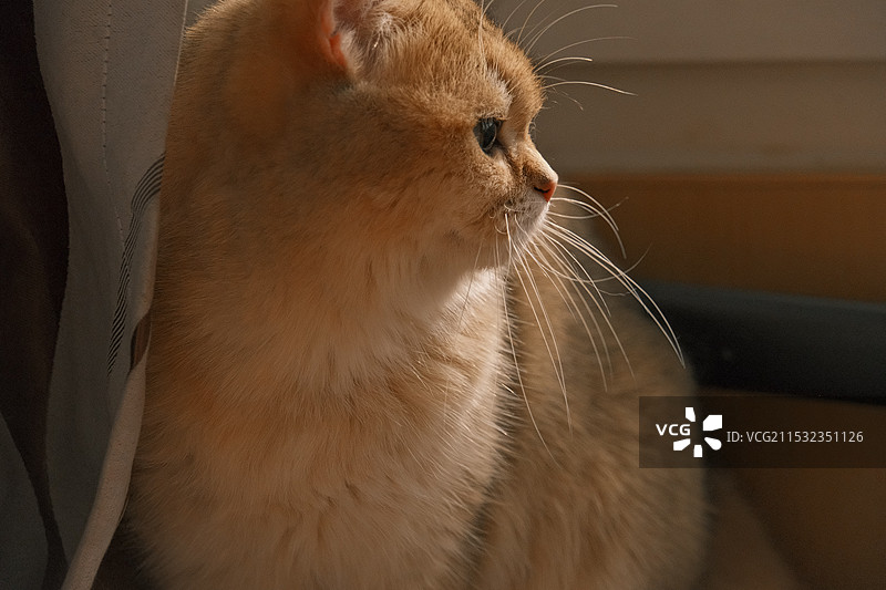 金渐层图片素材