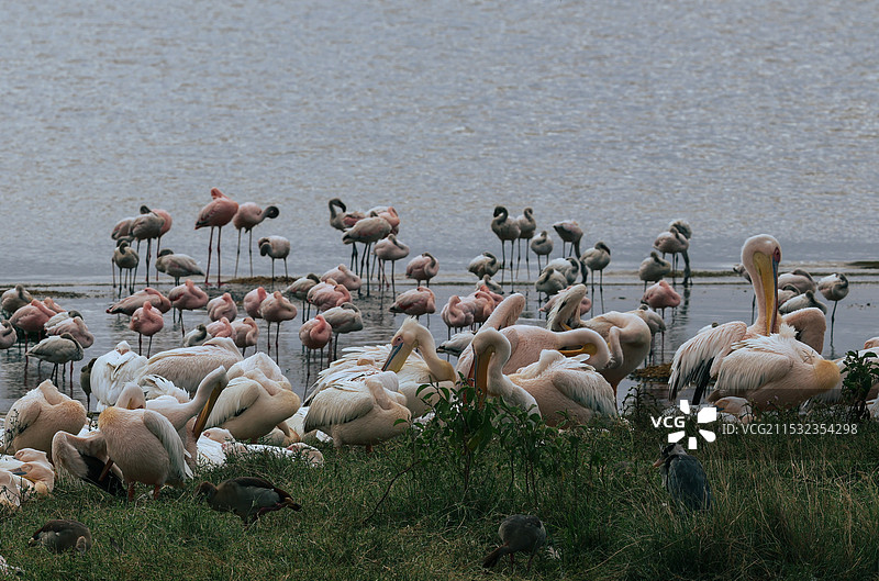 非洲肯尼亚野生动物保护区实拍鹈鹕群火烈鸟图片素材