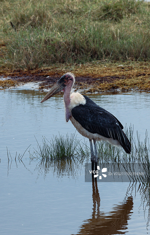 非洲肯尼亚野生动物保护区实拍非洲秃鹳图片素材