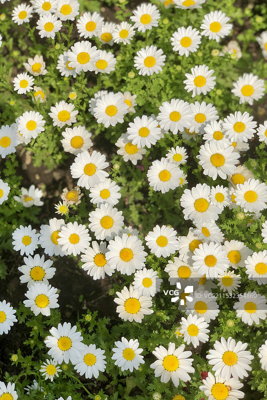 白晶菊图片素材