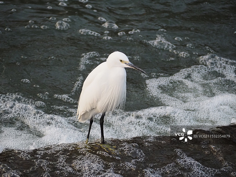 白鹭栖息在岩石上的特写镜头图片素材