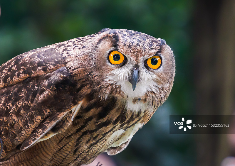 呆住的猫头鹰图片素材