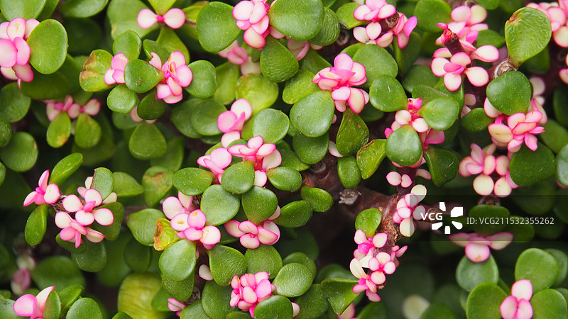 树马齿苋图片素材