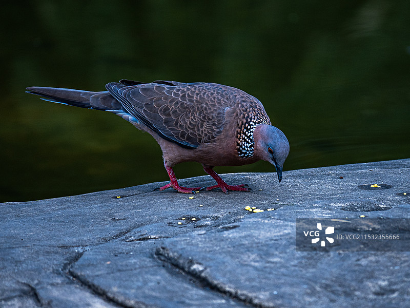 正在觅食的鸽子图片素材