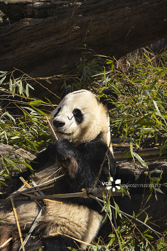 上野动物园 小动物图片素材