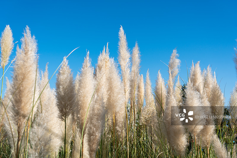 秋天的蒲苇图片素材