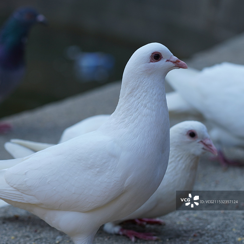 中山陵音乐台的小鸽子图片素材