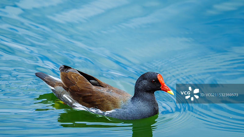 鸭子在湖中游泳的特写镜头图片素材