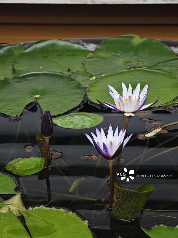 龙华寺的睡莲图片素材