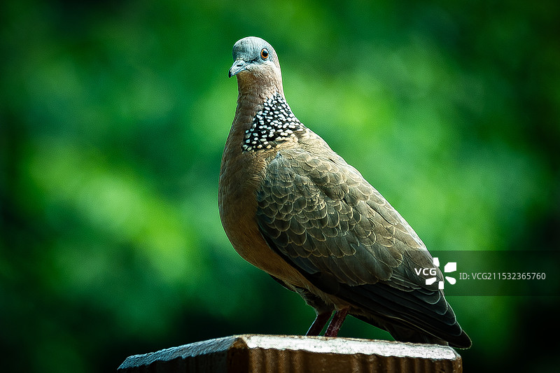 斑鸠图片素材
