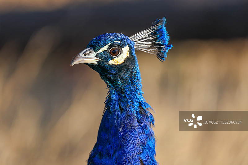 孔雀特写图片素材