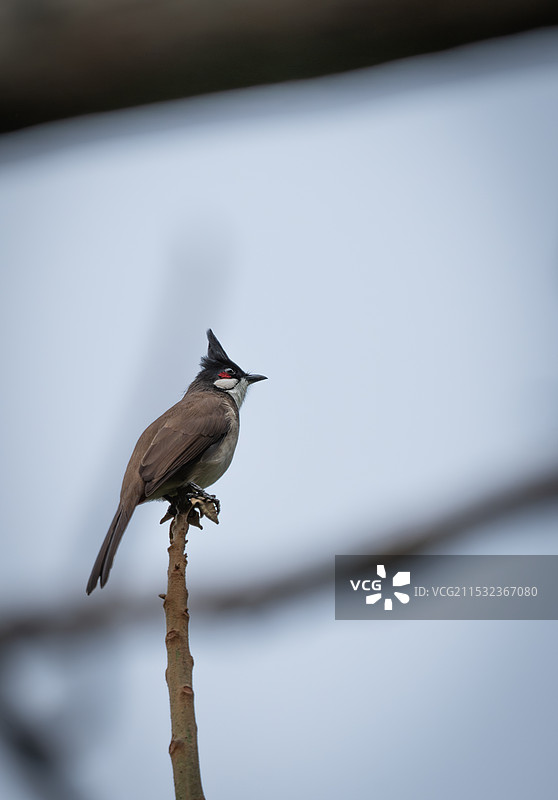红耳鹎图片素材