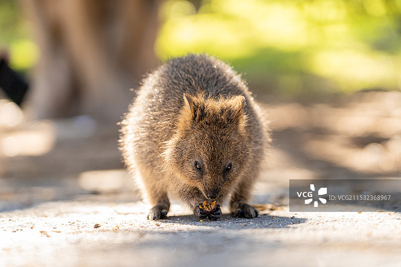 西澳大利亚的微笑袋鼠小袋鼠图片素材